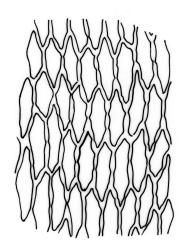 Rosulabryum billardierei, upper laminal cells. Drawn from W. Bell s.n., Jan. 1889, CHR 517730.
 Image: R.C. Wagstaff © Landcare Research 2015 